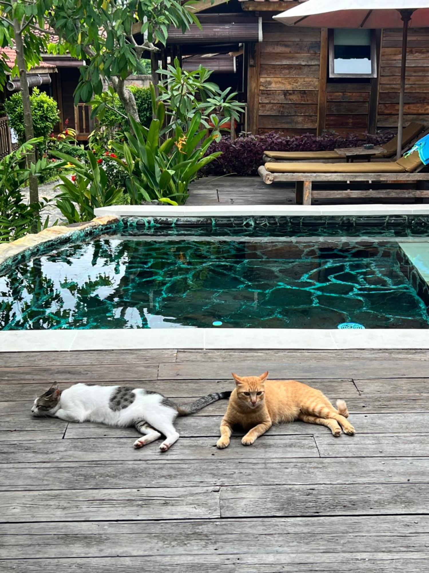 Pinokkio B&B Restaurant Ungasan  Bagian luar foto